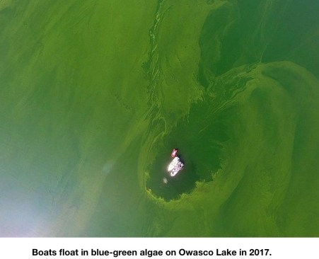 BoatsFloatAlgaeREADY