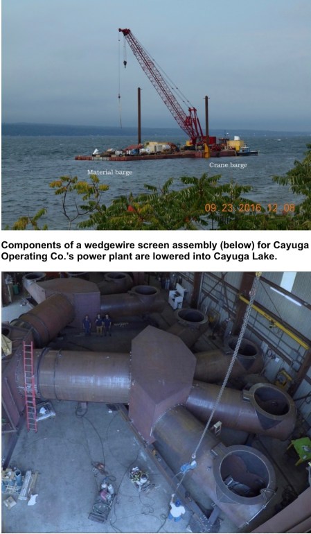 CayugaWedgeWireREADY